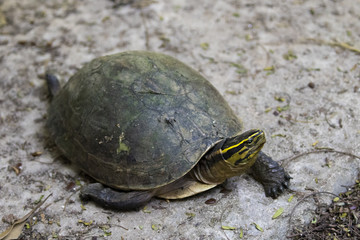 Image of an eastern chicken turtle in thailand. Wild Animals.