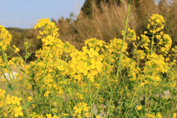 Obraz premium 菜の花の群生