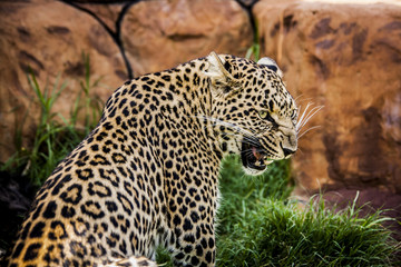 Fototapeta premium Leopard in africa
