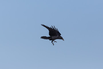 portrait of northern raven (Corvus corax) in flight