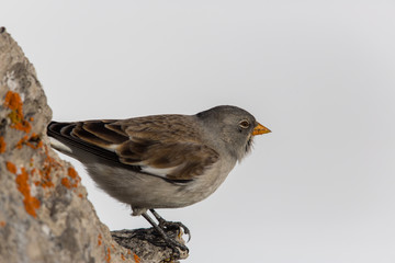 portrait of white-winged snowfinch (Montifringilla nivalis)