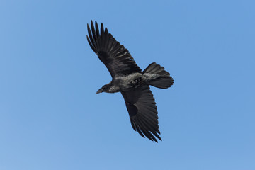 portrait of northern raven (Corvus corax) in flight