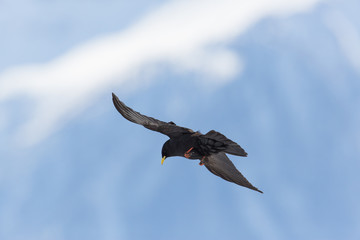 silhouette of flying alpine chough bird (Pyrrhocorax graculus)