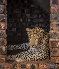 Leopard in africa