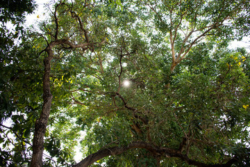 tree