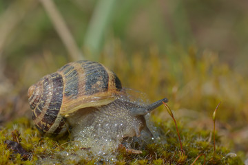 Weinbergschnecke kriecht durch Moos
