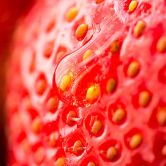 Droplet on Strawberry B - 141498499