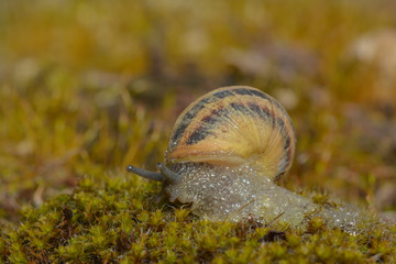 Weinbergschnecke kriecht durch Moos