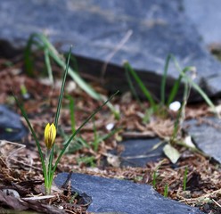 Krokus botaniczny