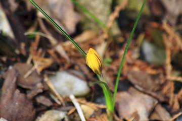 Krokus botaniczny