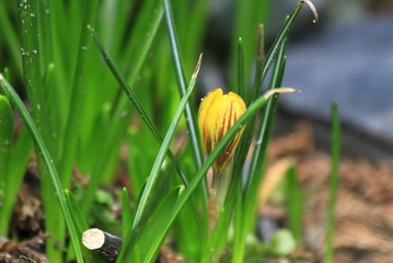 Krokus botaniczny