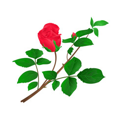 Rosebud red  stem with leaves and blossoms vintage vector illustration