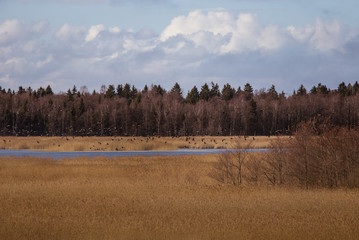 A beautiful early spring landscape with a flying flock of migratory geese over a lake