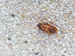 Dead cockroach