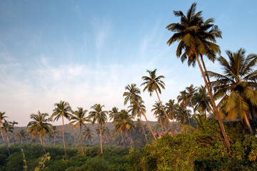 Obraz na płótnie Canvas Landscape with palms