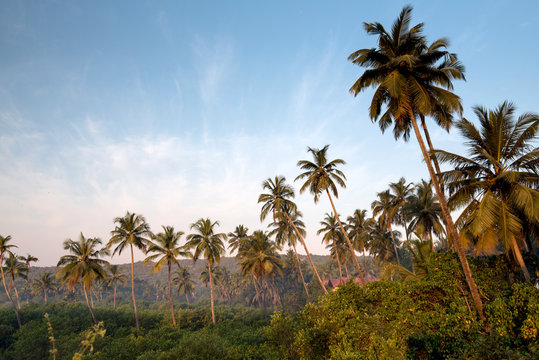 Landscape with palms © grthirteen