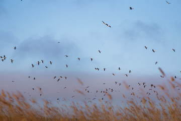 A beautiful early spring landscape with a flying flock of migratory geese over a forest of reeds