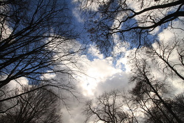 Baumkronen im Stadtpark Steglitz / Blick nach oben an einem stürmischen Märztag in Berlin