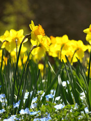 Fototapeta premium flowers of yellow narcissus ( jonquil) in a field 黄水仙