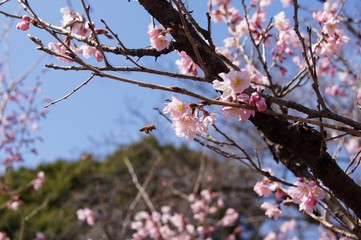 ヨウコウザクラと蜂