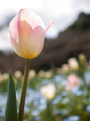 a faint pink tulip in a flower field 花畑のピンクのチューリップ