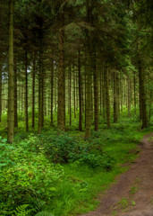 Fototapeta premium Pine