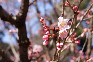 ヨウコウザクラ