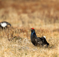 Black grouse - Tetrao tetrix - lek in Norway