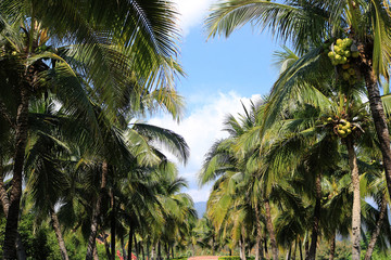 Fototapeta na wymiar Coconut palm plantation
