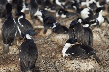 Imperial Shag (Phalacrocorax atriceps albiventer) with chick on the edge of a large colony on Bleaker Island in the Falkland Islands
