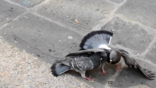 Pigeon battles, the pigeons fight over a female