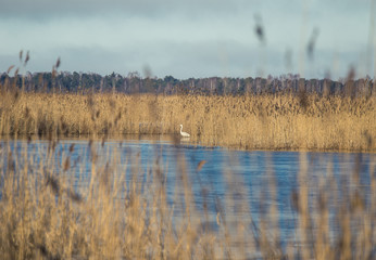 A beautiful white heron standing on the shore of a lake with reeds