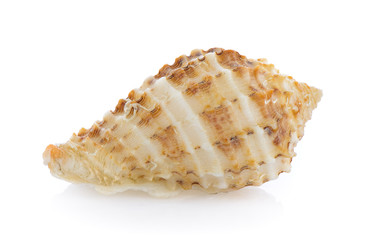 sea shell isolated on white background