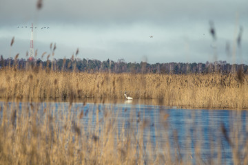 A beautiful white heron standing on the shore of a lake with reeds