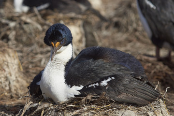 Imperial Shag (Phalacrocorax atriceps albiventer) sitting on its nest on the edge of a large colony on Bleaker Island in the Falkland Islands