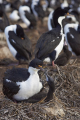 Imperial Shag (Phalacrocorax atriceps albiventer) with chick on the edge of a large colony on Bleaker Island in the Falkland Islands