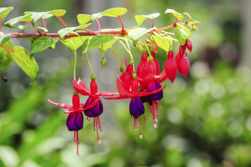 Fuchsia Angel Earrings Onagraceae flowers