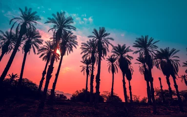 Foto op Plexiglas Palmboom Rij van tropische palmbomen tegen avondrood. Overgangskleur. Silhouet van diepe palmbomen. Tropisch avondlandschap. Diagonale paars roze kleur voor de kleurovergang. Prachtige tropische natuur