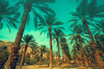 Row of tropic palm trees against green sky.  Silhouette of deep palm trees. Tropic evening landscape. Green colored.