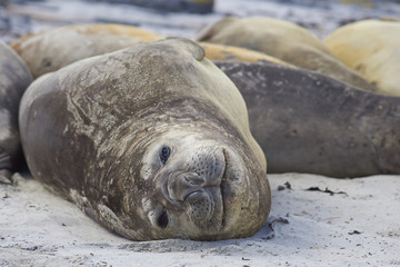 Group of Southern Elephant Seal (Mirounga leonina) on a beach on Sealion Island in the Falkland Islands.