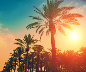 Fototapeta na wymiar Vintage date palm trees plantation at sunset light