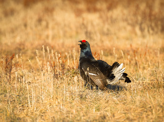 Black grouse - Tetrao tetrix - lek in Norway