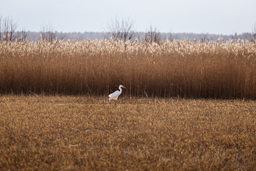 A beautiful white heron standing on the shore of a lake with reeds