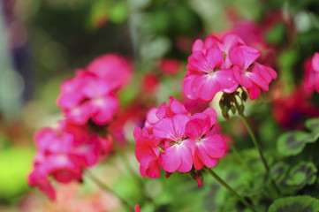 Fototapeta premium Pink geraniums in a summer garden