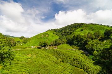 Green tea plantation on mountain at Cameron highland