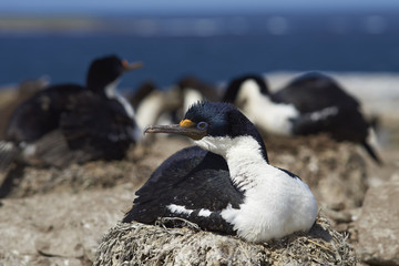Imperial Shag (Phalacrocorax atriceps albiventer) sitting on a nest on Sealion Island in the Falkland Islands