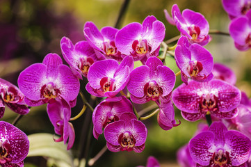 Naklejka na ściany i meble Closeup of Orchids flowers the queen of flowers in Thailand