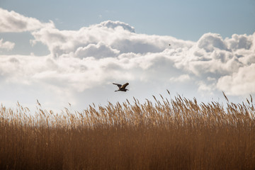 A beautiful white heron flying near the shore of a lake with reeds