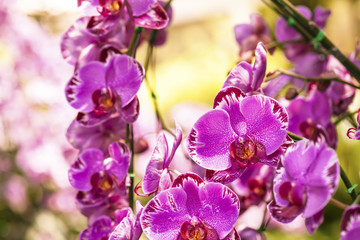 Closeup of Orchids flowers the queen of flowers in Thailand