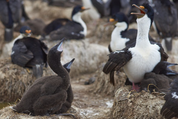 Imperial Shag (Phalacrocorax atriceps albiventer) with chicks on Sealion Island in the Falkland Islands